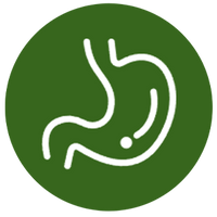 Supports Digestive Health